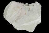 Blastoid (Pentremites) Fossil - Illinois #102264-1